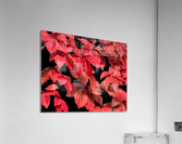 Coral Rose Acrylic Print