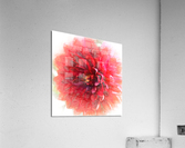 Delightful Dahlia Acrylic Print