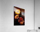 Bold and Beautiful Acrylic Print