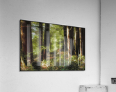Early Morning Acrylic Print