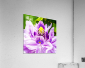 Water Lily Acrylic Print