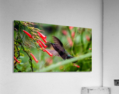 Hummingbird Acrylic Print