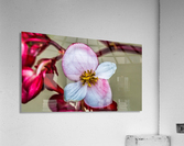 Red Flower Acrylic Print