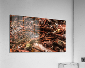 IMG_4228 Acrylic Print