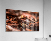Wood Chips Acrylic Print