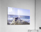 Big Sur Seagull Acrylic Print