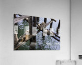 Santa Cruz Seals Acrylic Print