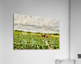 Before the Storm Acrylic Print