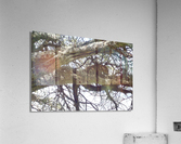 JPTCM 15 Acrylic Print