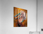 Abstract Pelican Acrylic Print
