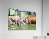 Longhorn Cow Fight Acrylic Print