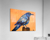 Iridescent Grackle. Erin R Acrylic Print