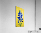 Texas Bluebonnet. Erin R Acrylic Print