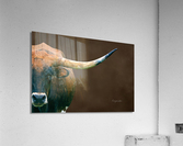 Longhorn Cow In Browns Acrylic Print