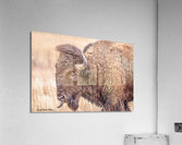 The Pompadour  Impression acrylique