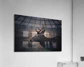 deer Acrylic Print