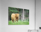 Scottish Bull - large landscape Acrylic Print