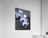 White Orchids Acrylic Print
