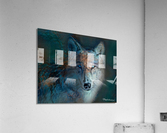 Old Blue Eyes Wolf Acrylic Print