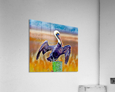 Majestic Pelican Wingspan  Acrylic Print
