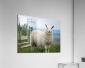 Friend Or Foe Acrylic Print