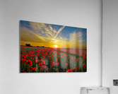 734 Acrylic Print