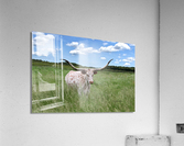 Longhorn Cow In Summer Pasture Acrylic Print