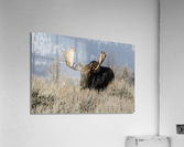 DSC 1165 20x30 Acrylic Print