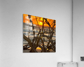 Through The Driftwood  Acrylic Print