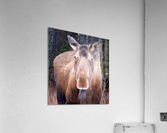 Whitewalker Moose Acrylic Print