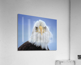 Homer AK Eagle Acrylic Print