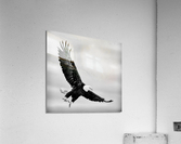 Soaring  Acrylic Print