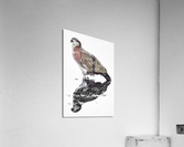 Eagle Reflecting  Acrylic Print