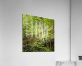 Exposed Roots in the State Park Acrylic Print