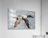 Male Northern Shoveler in Flight Acrylic Print