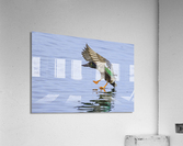 Duck In Flight Just Before Landing Acrylic Print
