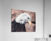 Bald Eagle Acrylic Print