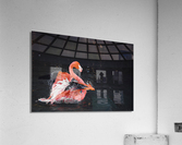Vibrant Pink Flamingo Splashes In Water Acrylic Print