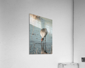 Sandhill Crane In Water Acrylic Print