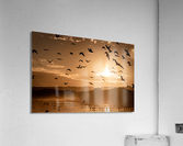 Cranes Flying At Sunset Acrylic Print