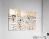 Three Sandhill Cranes Taking Off Acrylic Print