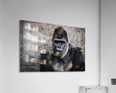 Gorilla Portrait Acrylic Print