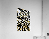 Zebra  Acrylic Print