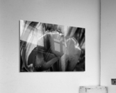BW Extreme Closeup Tulips of the Netherlands 150 in the Art in Flowers Special Collection of William Robert Stanek for the Dutch Tulip Mania Series  Acrylic Print