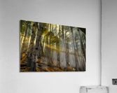 Forest Sun Rays Acrylic Print