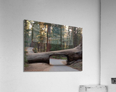 Tunnel Log Sequoia National Park Acrylic Print