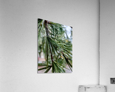 Pines Acrylic Print