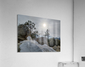 Sequoia Snow Acrylic Print