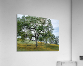 Foothill Spring Acrylic Print