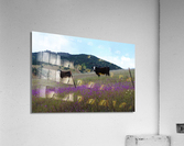 Foothill Cows Acrylic Print